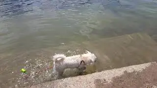 Schnauzer mini