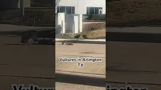 vultures in Arlington Tx lunch time 😋#animals