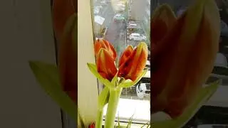 Амарилис в Новый год // WINTER  DECORATION OF MY WINDOW in Sweden. shorts