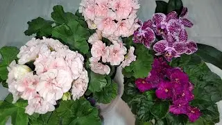 Живительный ТОНИК для долго и пышного цветения ГЕРАНИ и других цветов