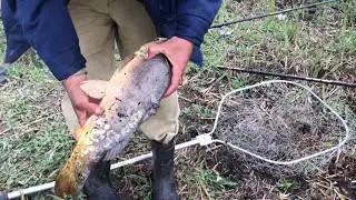 Carp fishing with makushanka and a fishing rod! May 2020.