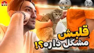 Oz 🐈 گربمو بردم دامپزشکی