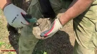 Карачаевская Кобыла Арифа. расчистка копыт