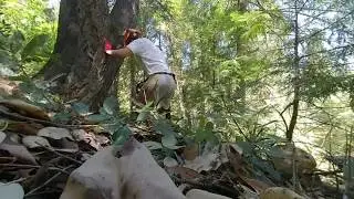 CuttingDownAMadrone20190803