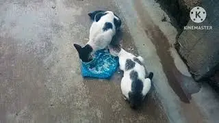 feeding stray cats #811