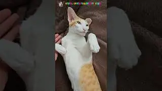 Воспитательный разговор с Руфи😺🤭 #cat #comedy #funny