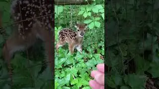 Deer always appear in random places