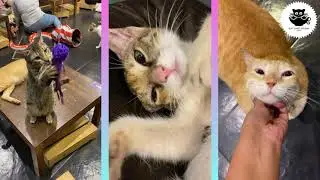 Adopt a cat from Cat Café Studio, Mumbai!