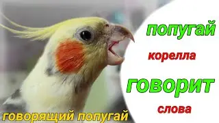 Попугай корелла говорит / Говорящий попугай Гучи