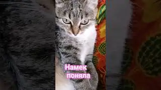 #котики #юмор