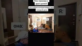 собака друга