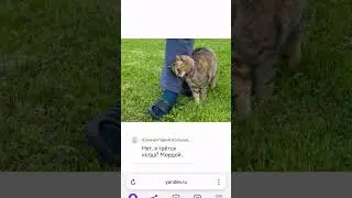 Это не значит что кошка всегда помечает вас, иногда это просто момент нежности❤️ #котовасенька