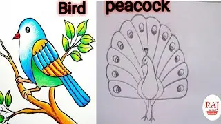 How to draw a cute bird 🐦 and cute peacock drawing // Very easy drawing // step by step.