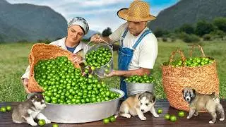 Harvesting Fresh Cherry Plums And Sauce Making! Canning for Winter with Fresh Country Foods