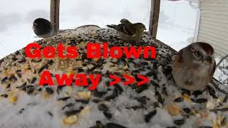 Cute Birds in a Snowstorm during Winter: Cute Animals in Snow