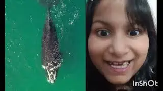 Beautiful world / Cute little bird #beautiful #beauty #cutebird #seaside #whale #bunnies #shorts
