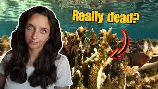 Are coral reefs really disappearing?