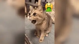 Почему кошки реагируют на звук расчески