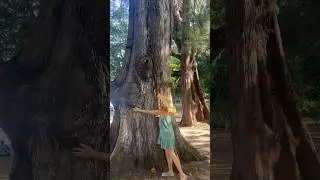 ТАИЛАНД ЭТО НЕ ТОЛЬКО ПАЛЬМЫ 🌴 НО И ОГРОМНЫЕ ХВОЙНЫЕ ДЕРЕВЬЯ! 🌳