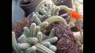 ♡ Cactos e Suculentas | ♡ Jardins e Artes