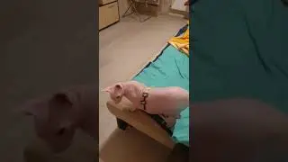 A funny sphinx cat named Semen, behaving strangely 🤣🤣🤣