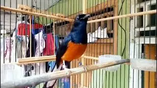 MURAI BATU NGUKLUK || PANCINGAN MURAI BATU NGUKLUK SUPAYA CEPAT GACOR TARUNG DAN EMOSI