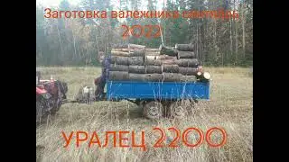 Заготовка валежника 2022