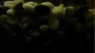 Улитковые пиявки
