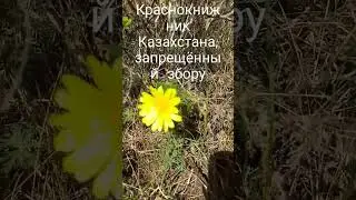 Цветы Горицвет и Марикорень