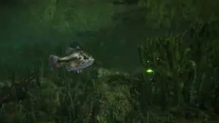 Bass Hunt