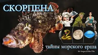 Скорпена. Тайны морского ерша.