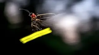 FANTASTIC FIREFLIES