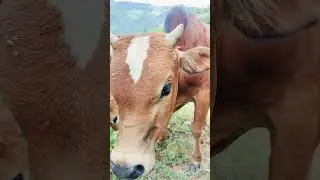 hàng nào cũng có đủ. bò giống