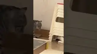 тактическое отступление 😹 #милота #cat #котики #funny #коты #cute #котята #catlover #pets
