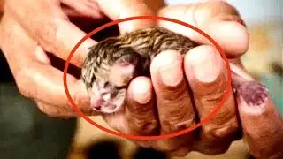 Люди подобрали слепого котенка...