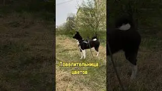 Повелительница цветов 🌸 