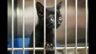 Help Save a Life. Adopt!