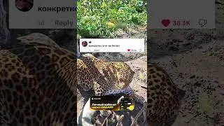And this thing runs at 120 km/h) | Video author : @verite493 