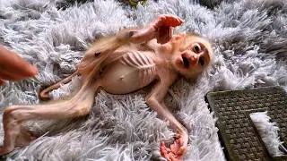 Baby Monkey Morning Routine at Home | Monkey Relaxing Day at Home with Best Friend 🐾