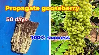 How to Air layering Gooseberry plant, growing  Star Gooseberry from cutting. Propagate Gooseberry