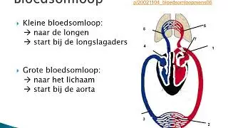 TRK 1.2 Hart en Longen
