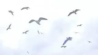 The Birds, GI Jade's, Fort Walton Beach FL
