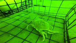 A Female Dungeness Crab in a Trap