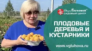 В продаже плодовые деревья и кустарники в контейнере