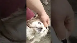 щенячие глазки🤗 