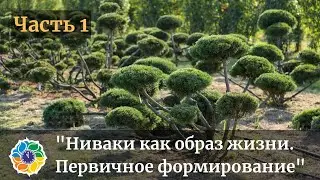 Ниваки как образ жизни. Часть 1. Первичное формирование