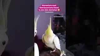 #shorts #cockatiel #birdslover