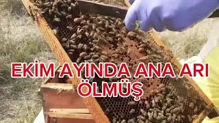 Ekim Ayında Ana arısız kalan kovana ne yapmalı