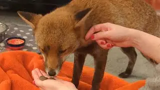 I set up a camera so I could pet my fox