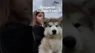 продается Маламут #anime #remix #music #phonk #animeedit #automobile #sports #юмор #прикол #море